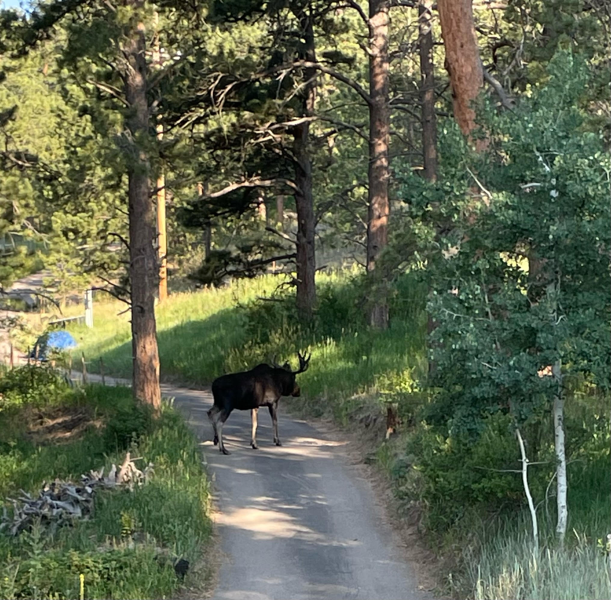 Moose on the path at Dragonfly Ranch